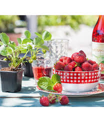 Wenn sie sich nicht sicher sind, welche sorte(n) sie anbauen sollen, dann probieren sie einfach jedes jahr ein paar neue sorten aus. Erdbeere Mieze Schindler Dehner