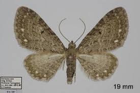Image result for Eupithecia tripunctaria