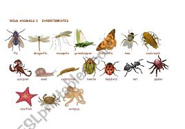 This chapter will explore how different invertebrates, organisms without a backbone, are classified into different categories. Wild Animals Invertebrates Esl Worksheet By Tanquera
