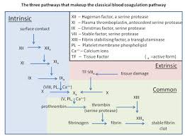 Image result for Anticoagulation Pathway