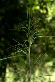 Image result for Heteropogon melanocarpus