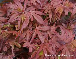 Found as a witch's broom by ron regenhold on the cultivar 'glauca' in the 1980s. Japanese Maple Trees For Sale Georgia Kinsey Family Farm