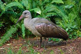 List Of Birds Of Uganda List Of Birds Endangered Bird Species Bird Species