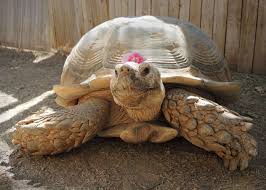 Image result for Grewia sulcata