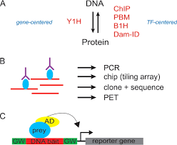 Unraveling Transcription Regulatory Networks By Protein Dna And Protein Protein Interaction Mapping