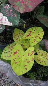 Pin De Carolyn Malin Em Caladium Plantas Com Folhagem Jardins Secretos Ideias De Jardinagem