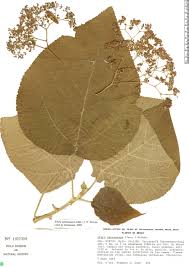 Image result for Urera