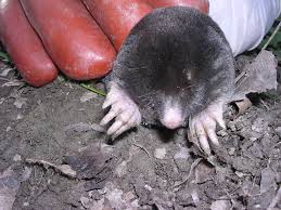 Mole rodent mole game mole cartoon mole talpa europaea cartoon mole mole rodents mole vector mole mammal mole character. Moles Intersexual And Genetically Doped Max Planck Gesellschaft