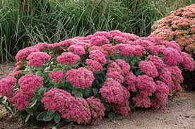 Orientale, so i assume it just can't take the heat. Top 10 Year Round Perennials Year Round Plants Birds Blooms