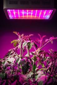 How To Grow Tomatoes Indoors A Step By Step Guide Best Led Grow Lights Info Led Grow Lights Grow Lights For Plants Best Led Grow Lights