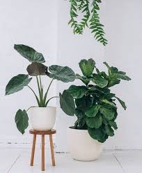 There Is Something So Beautiful About The Simplicity Of A White Pot Popandscott Indoor Plants Plants Diy Plants