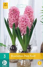 Hyacinth bulbs are available in late summer to autumn from garden centres and plant bulbs outdoors in borders and containers in early autumn for flowering in march and april. Hyacinthus Pink Pearl Indoor Bulb For Sale Buy Online For 3 99