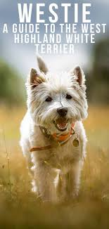 Westie Dog Breed Information Centre For The West Highland