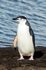 The national hockey league of nations. Penguin Simple English Wikipedia The Free Encyclopedia