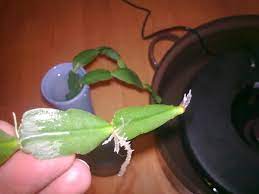 2 watering your christmas cactus. Propagating Christmas Cactus Ubc Botanical Garden Forums