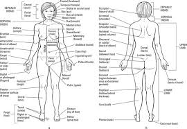 The Anatomical Regions Of The Body Dummies
