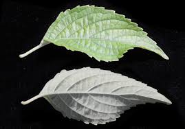 Image result for Hoslundia