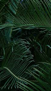 You can also upload and share your favorite green aesthetic tumblr wallpapers. Tumblr Plant Wallpaper Ottenki Zelenogo Zelenaya Priroda Zelenye Fony
