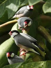 Pin On Animals Birds