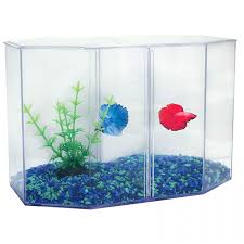 Led light dual clear glass betta aquarium fish tank bamboo shelf home. Aqua One Duo Double Siamese Fighting Fish Betta Tank 2 Litres 10 5x12 5x11cm