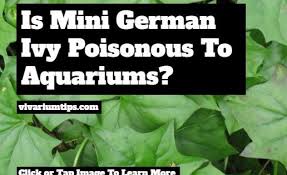 Pin On Vivariumtips My Articles