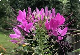 Image result for Cleome spinosa