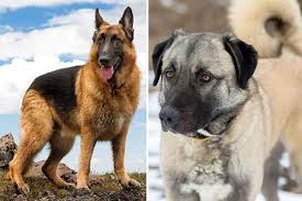 What next?' dog news australia, published by australian canine. German Anatolian Shepherd How Can You Make The Best Dog Anything German Shepherd