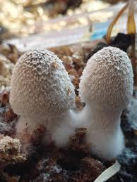 Image result for Coprinus lagopides