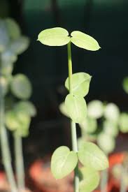 Image result for Ceropegia mirabilis