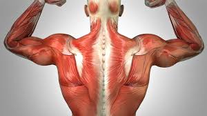 The muscular system is an organ system consisting of skeletal, smooth and cardiac muscles. Muscles Science Trek Pbs Learningmedia