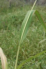Image result for Setaria longiseta