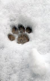 Dogs Leave Paw Prints On Your Heart Mit Bildern Hunde Im Schnee Hundepfoten Irischer Wolfshund