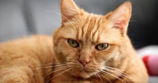 Katzenhaltung in 1 1/2 raum wohnung + vergesellschaftung: Trotz Katzenallergie Mit Einer Katze Unter Einem Dach Leben So Kann Es Klappen Allergia