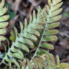 Image result for Polypodiaceae