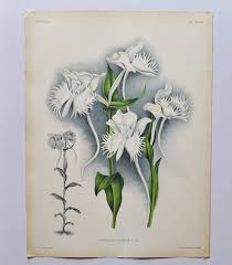 Image result for Habenaria
