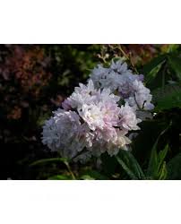 Image result for Deutzia hybrida Pink Pompon