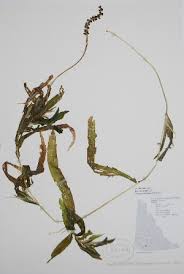 Image result for Potamogeton schweinfurthii