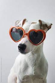 Small Dog Wearing Sunglasses By Duet Postscriptum Love Valentine S Day Dog Photoshoot Dog Photos Jack Russell