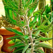 Image result for Kalanchoe