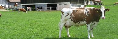 Chaque couple de propriétaire sera jugé et noté sur 5 critères : Glace De La Ferme Famille Ducommun Bienvenue Chez Nous