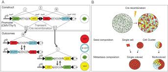 It may be due either to the transfer of pathogenic microorganisms (e.g., tubercle bacilli) or to the transfer of cells, as in malignant tumors. Mouse Models Of Metastasis Progress And Prospects Abstract Europe Pmc