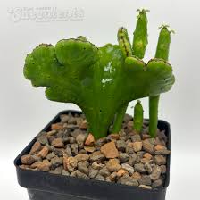 Image result for Euphorbia pfeilii