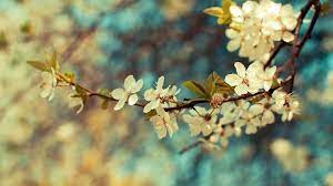 Vintage Flower Background Vintage Flower Backgrounds Vintage Flowers Wallpaper Iphone Wallpaper Vintage