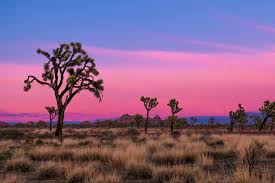 Maybe you would like to learn more about one of these? Joshua Tree National Park California Recreation Gov
