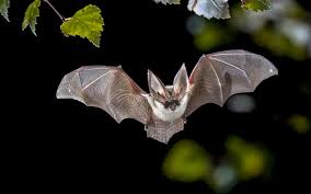 These bats are about four. Why Bats Are Breeding Grounds For Deadly Diseases Like Ebola And Sars Discover Magazine