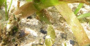 Image result for Thalassodendron ciliatum