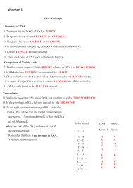 Trna and mrna transcription worksheet with answer key / the anticodon is the complementary three nucleotide sequence in the appropriate trna. Worksheet 3 The Nsa At Work