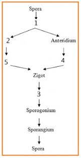 Maybe you would like to learn more about one of these? Biologi Gonzaga Soal Biologi Lumut Dan Paku