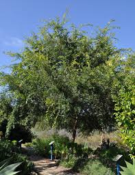 We did not find results for: Ufei Selectree A Tree Selection Guide