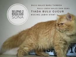 Bulu kucing rontok menandakan ada yang salah dengan kondisi kucing. Shampoo Utk Memanjangkan Bulu Kucing Sona Cat Shampoo Shopee Malaysia